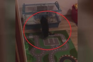 Slapta triušio narvą filmavusi šeimininkė to išvysti nesitikėjo