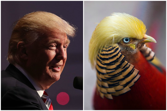 Donaldas Trumpas jau turi savo antrininką
