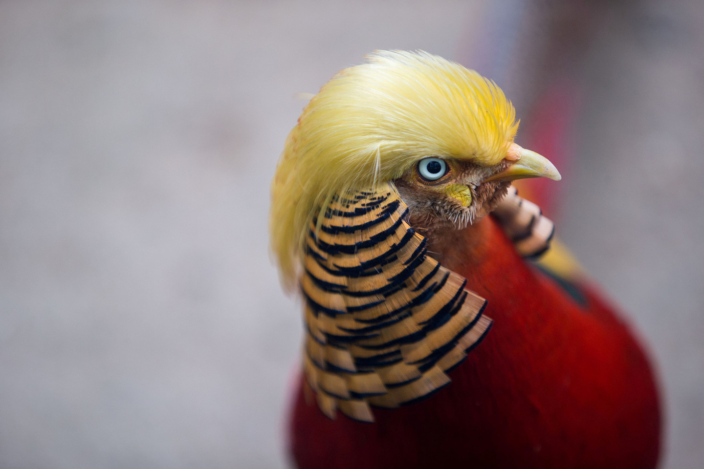 Auksinis fazanas dėl savo panašumo į Donaldą Trumpą sulaukia labai daug dėmesio.<br>AFP/Reuters/Scanpix nuotr.
