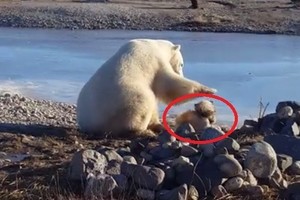 Neįtikėtina: baltasis lokys šunį glostė kaip žmogus