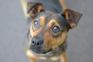 Po vizito prieglaudoje rėžė: „Negalime jai ten leisti sugrįžti“