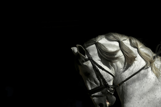 Gražuoliai Andalūzijos arkliai varžėsi dėl geriausiojo titulo