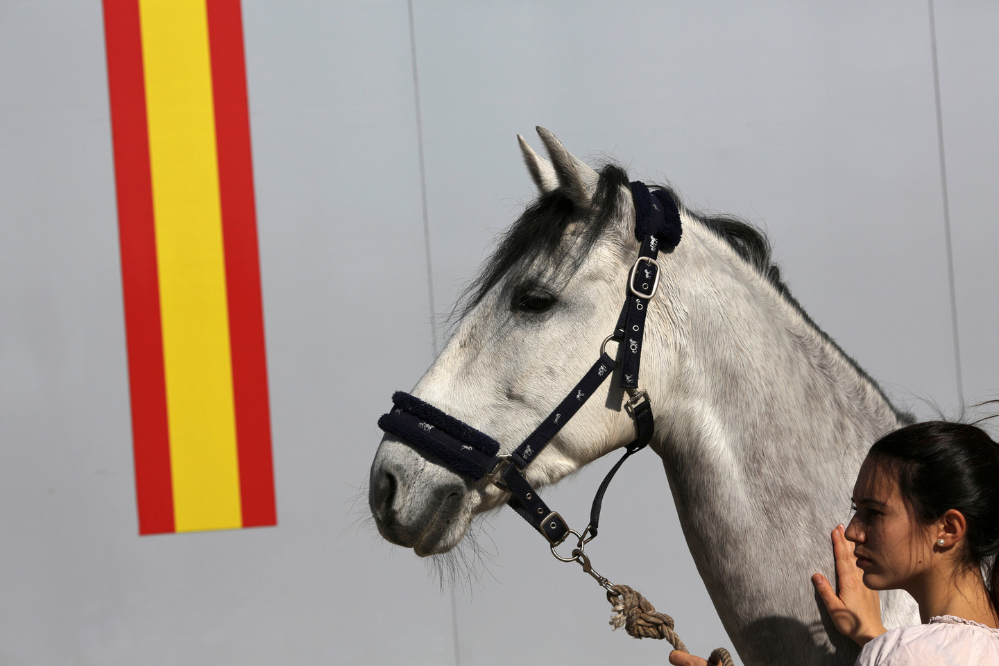 Dauguma Andalūzijos arklių yra pilkos kailio spalvos.<br>Reuters/Scanpix nuotr.