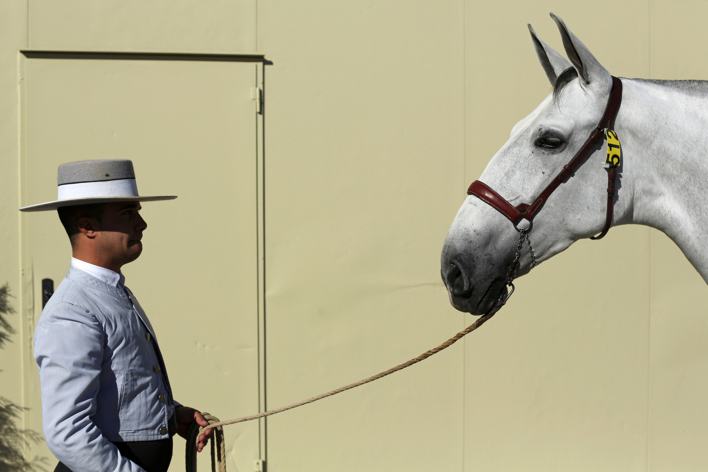 Dauguma Andalūzijos arklių yra pilkos kailio spalvos.<br>Reuters/Scanpix nuotr.