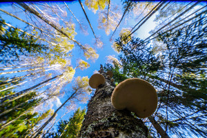 Visi manė, kad tai paprastas miškas, kol nepamatė jo iš viršaus