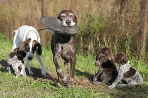 Svajonių šuo: vokiškos kokybės pavyzdys – kurtsharas
