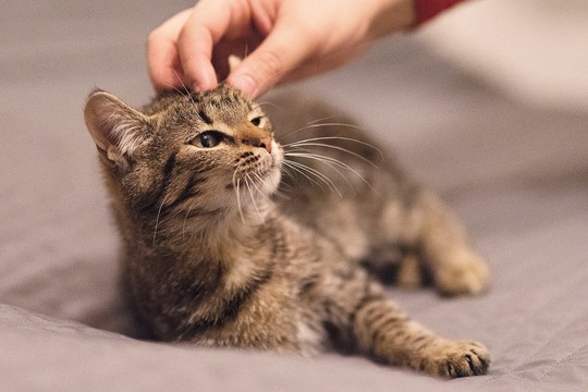Dovanojama maža tigro kopija: tas apgaulingas kailio rainumas