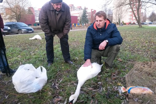 Gulbei aplink snapą apsivyniojo valas: grėsė mirtis nuo išsekimo