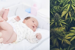 Kūdikių šlapime marihuanos pėdsakų aptinkama dėl keistos priežasties