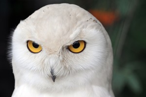 Pelėdos akys – vienas įspūdingiausių gyvosios gamtos darinių