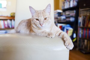 Kaip apsaugoti baldus nuo katės nagų: yra viena puiki išeitis