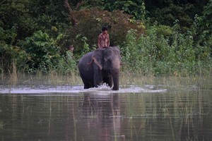 Ar drambliai moka plaukti?