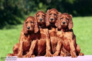 Svajonių šuo: intelektualus gražuolis – raudonmedžio spalvos