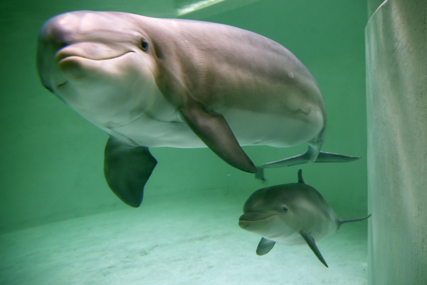 Delfinai didžiąją dalį laiko praleidžia ne didesniame nei 2 metrų gylyje.<br>Reuters/Scanpix nuotr.