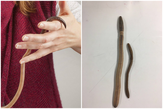 Radinys vyro namų kieme – mokslininkus pribloškęs sliekas gigantas