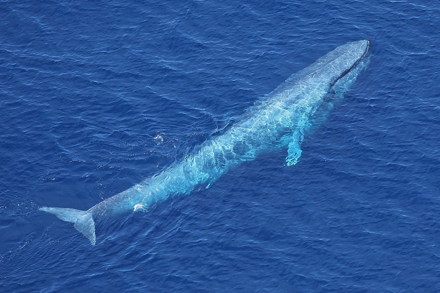 Jeigu banginis atakuoja pakankamai tankų krilių būrį, jis gali praryti iki 500 kilogramų krilių.<br>AFP/Scanpix nuotr.