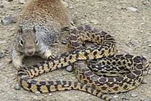 Nufilmuota: vyrą pašiurpinusi voverės ir gyvatės kova stingdo kraują