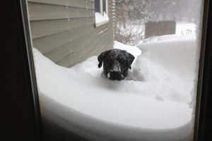 Juokas iki ašarų: gyvūnai, kurie nekenčia žiemos labiau už jus