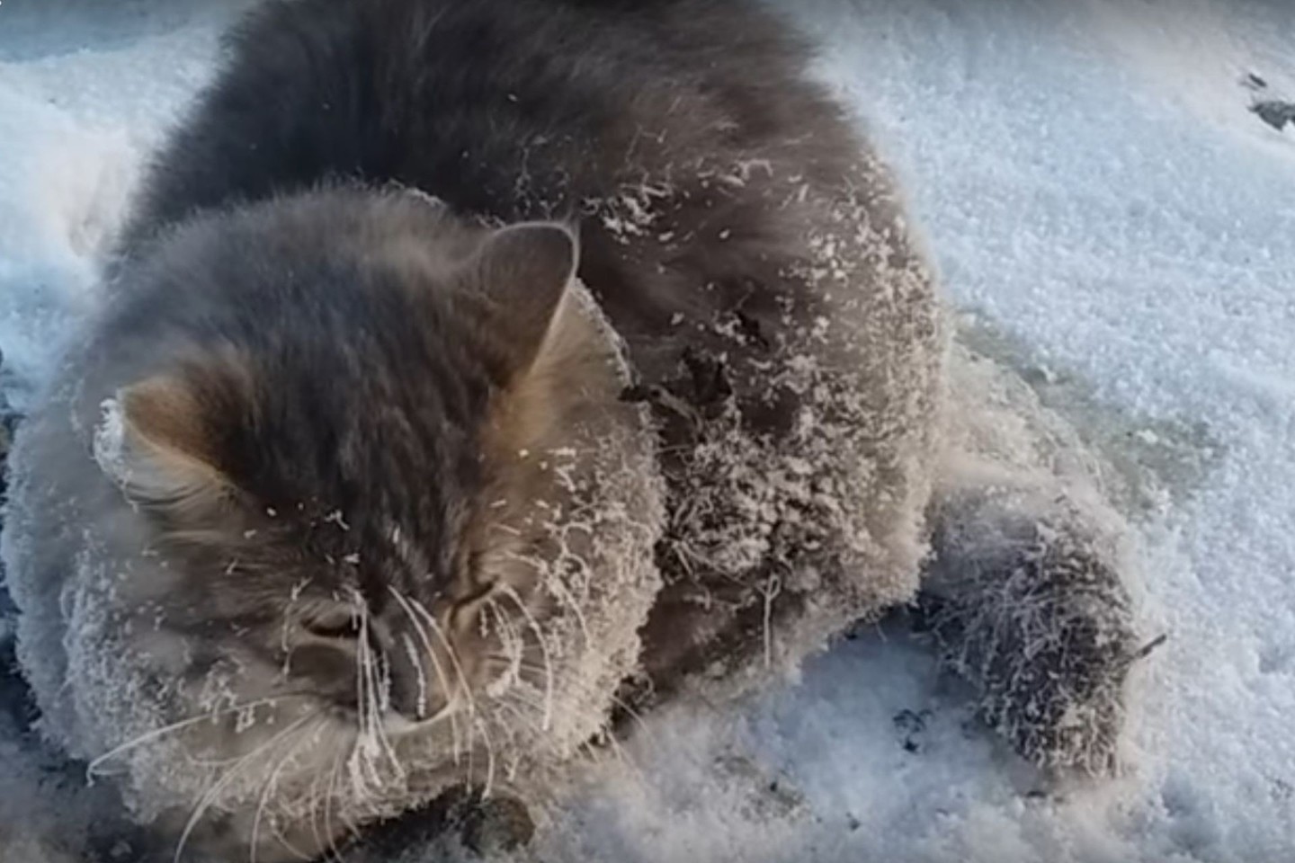 Kačiukas buvo visiškai prišalęs prie ledo.<br>Stop kadras
