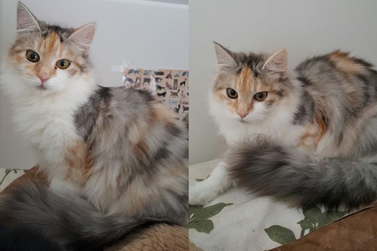 Diva – gražuolė katytė su ypatingu charakteriu