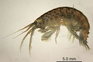 Lietuvos vandens telkiniuose mirtį sėja „krevetės žudikės“