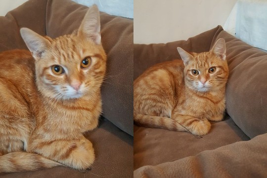 Medutis saldutis – kačiukas, į kurį vien žiūrint darosi saldu