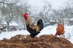 Astrologė atskleidė, kokios staigmenos Lietuvos laukia 2017 metais