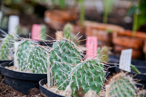 Kaune veši kaktusai, galintys ištverti 30 laipsnių šaltį