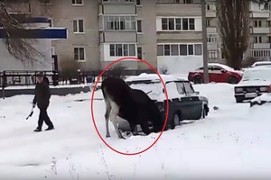 Briedžio poelgis su senu „Žiguli“ stebino net Rusijos gyventojus