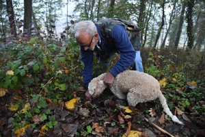 Šuns radinys po žeme šeimininkui žada didžiulius turtus
