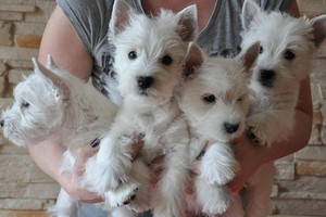 Svajonių šuo: Vakarų Škotijos baltasis terjeras privers šypsotis