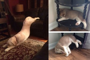 Kvatositės balsu – iš koto verčiančios gyvūnų miego pozos