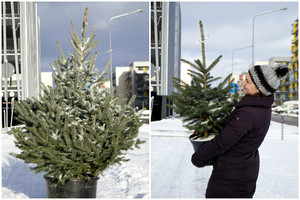 Kalėdoms pirksite gyvą eglutę? Laukia labai gera žinia
