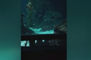 Berniukas pirmąkart išvydo žuvis. Užplūdusi emocijų audra pralinksmino tėvus