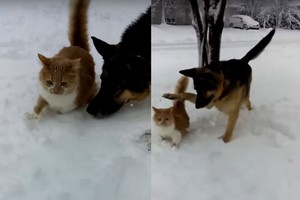 Įžūlus šuns pokštas katei: jus pralinksmins, o jam atsirūgs