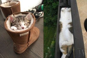 Ašarosite iš juoko: netikėčiausiose vietose užmigę gyvūnai