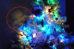 Eglutę nufotografavusi vilnietė to išvysti tikrai nesitikėjo