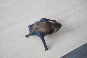 Vaikų gerumo pavyzdys – išgelbėjo itin retos rūšies žinduolį