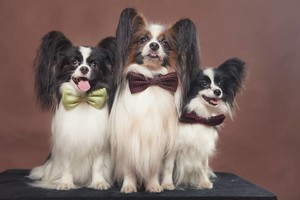 Svajonių šuo: turtuolių pamėgta namų puošmena