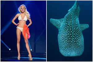 Pasiplaukiojimas su itin retais rykliais pusnuogėms gražuolėms atsirūgs