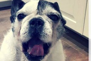 Atviras iš namų išmesto šuns laiškas žmonėms