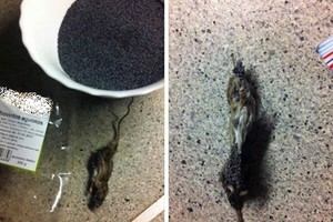 Netikėtas radinys aguonų pakelyje nupurtė: „Buvau šokiruota“