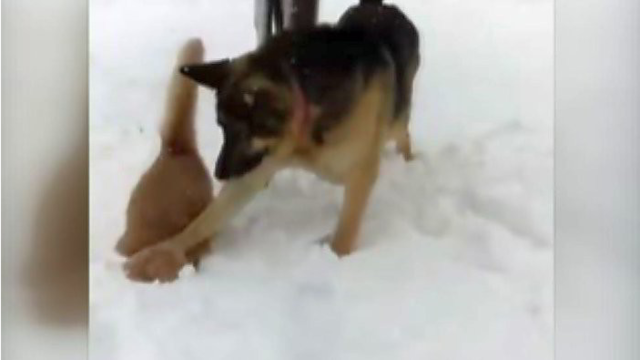 Šuo katę supažindino su sniegu pačiu žiauriausiu būdu