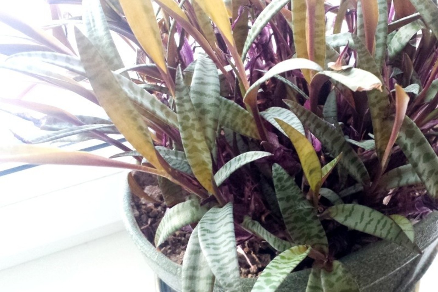 Jei auginate drėgmę mėgstančius augalus, kartą per savaitę nuprauskite juos su šiltu dušu.<br>L.Liubertaitės nuotr.