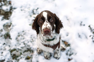 Svajonių šuo: tokių Lietuvoje beveik nėra