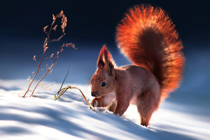 Fotografo įamžinti gyvūnų portretai – tarsi iš pasakos