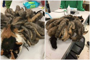 Radinys senolio namuose pribloškė net visko mačiusius veterinarus