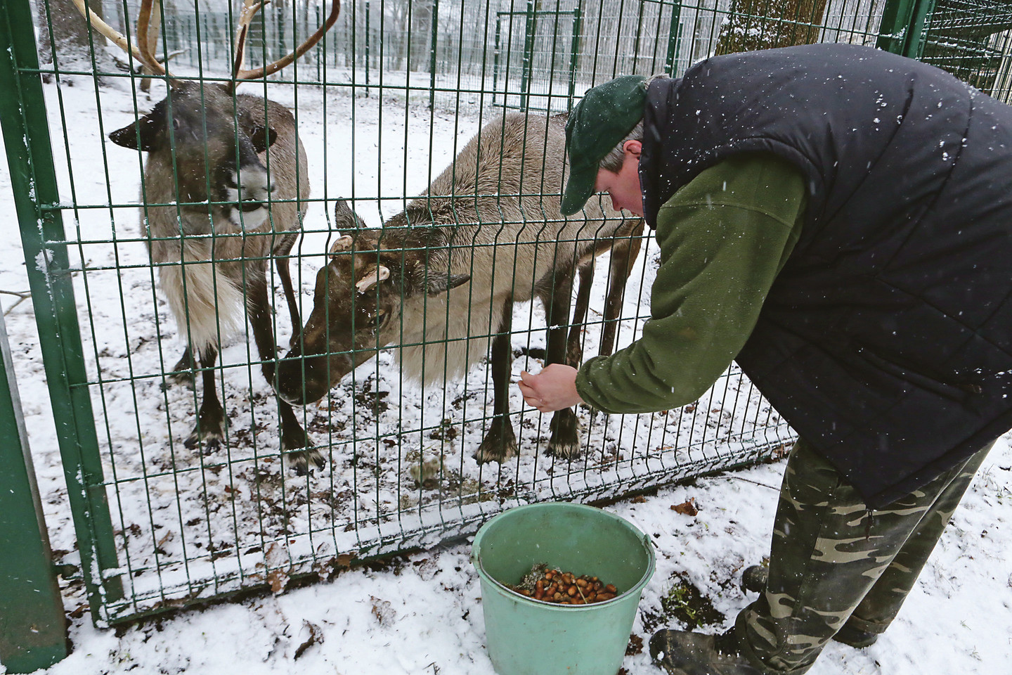 Šiaurės elniai raguotoji Škotė ir Olsenas mielai kremta giles ir kitas net iš Suomijos jiems pristatomas gėrybes.