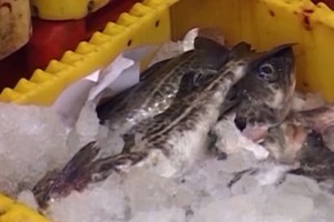 Mokslininkai: Baltijoje sugautos žuvys – pavojingos vaikams ir nėščiosioms
