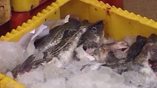 Mokslininkai: Baltijoje sugautos žuvys – pavojingos vaikams ir nėščiosioms